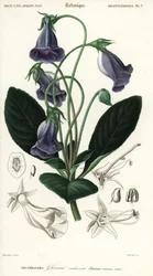 Gloxinia brasileña, Sinningia speciosa.,1849 (grabado)