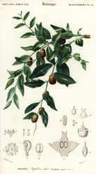 Dátil chino o azufaifo, Ziziphus jujuba. ,1849 (grabado)