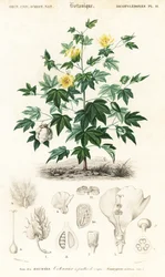 Algodonero, Gossypium barbadense.,1849 (grabado)