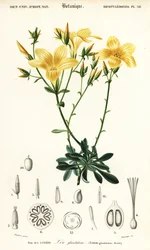 Lino, Linum campanulatum.,1849 (grabado)