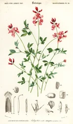 Planta de añil, Indigofera procumbens. ,1849 (grabado)