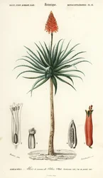 Aloe de Krantz, Aloe arborescens.,1849 (grabado)