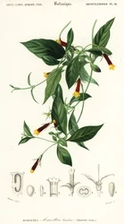 Manettia luteorubra. ,1849 (grabado)