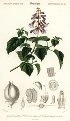 Árbol de la princesa, árbol de la emperatriz o árbol de la dedalera, Paulownia tomentos,1849 (grabado)