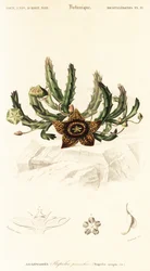 Flor de estrella, Orbea variegata.,1849 (grabado)