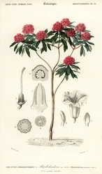 Rododendro arbóreo, Rhododendron arboreum. ,1849 (grabado)