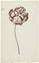 Tulipán