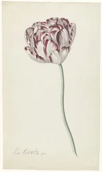 Tulipán