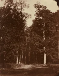 Bosque en Saint-Cloud,1859-1860 (foto)