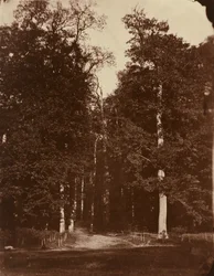 Bosque en Saint-Cloud
