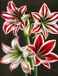 AMARYLLIS HIPPEASTRA (grabado)