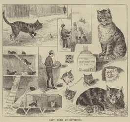 Hogar de gatos en Battersea