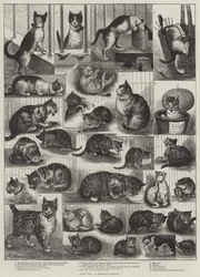Nuestros gatos, una historia doméstica