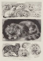 Ganadores de premios en la Exposición Nacional de Gatos en el Crystal Palace