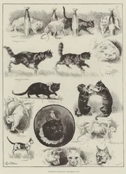 Los gatos actuantes del profesor Fredericks