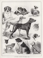 Exposición del Kennel Club en el Crystal Palace