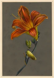 Hemorocallus (Lirio de Día)