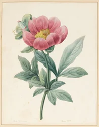 Poconia Mascula, Herbácea, 1826