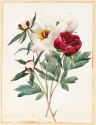 Peonías herbáceas rojas y blancas, 1829