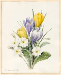 Primaveras blancas y primeros crocus híbridos, 1830