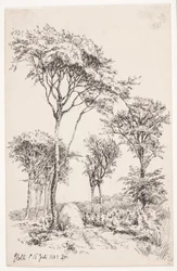 Paisaje forestal con árboles aislados