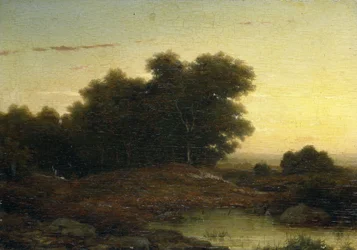 Vista del bosque al atardecer