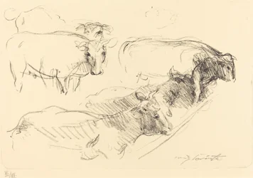Vacas