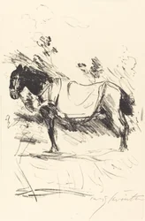 Caballo de montar