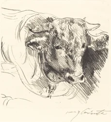 Cabeza de un toro, 1912