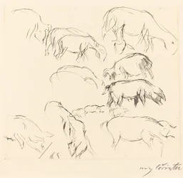 Estudios de animales
