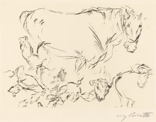 Estudios de animales