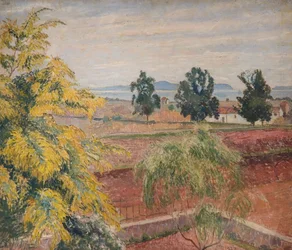 Mimosa Lavendou