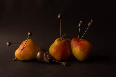 Frutos de cosecha melancólicos