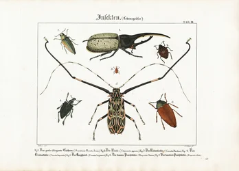Especies de escarabajos a tamaño natural