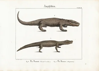 Cocodrilo y caimán