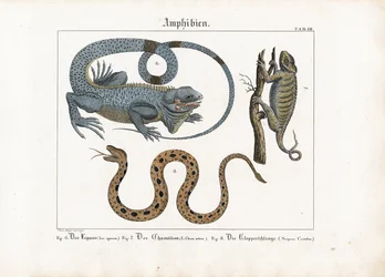 Iguana, camaleón y serpiente de cascabel