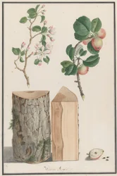 Estudios del tronco, flores y frutos de un manzano silvestre Malus sylvestris