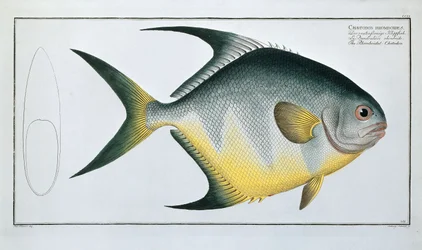 Chetodon romboidal