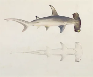 Un tiburón martillo, Loheia, anteriormente atribuido a James Bruce (1730-94)