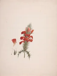 Acanthus Sennii Chiov. : dibujo acabado con detalles añadidos