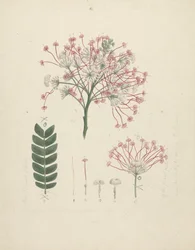 Albizia gummifera (J.F. Gmel.) C.A. Sm. (Albizia gummifera): dibujo acabado de la cabeza floral del brote, con detalles de la inflorescencia, los flósculos y la hoja