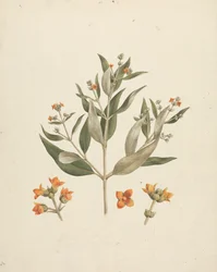 Avicennia marina (Forssk.) Vierh. (mangle blanco): dibujo acabado del brote floral con detalles de las flores