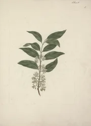 Catha edulis Forssk. (Khath): dibujo terminado