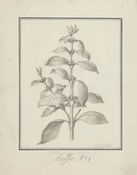 Coffea arabica L. (Café Arábica): dibujo acabado de brotes foliares y bayas