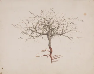 Commiphora gileadensis (L.) C. Chr. (Bálsamo de Galaad, Opobalsam): dibujo acabado si hábito del árbol (con raíces).