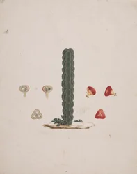 Euphorbia abyssinica J.F. Gmel. (Ethiopian Tree-Spurge): dibujo acabado de un solo tronco, con detalles de frutos enteros y disecados