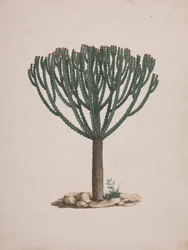 Euphorbia abyssinica J.F. Gmel. (Ethiopian Tree-Spurge): dibujo acabado del porte del árbol
