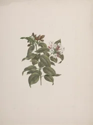Jasminum dichotomun Vahl (jazmín africano): dibujo terminado