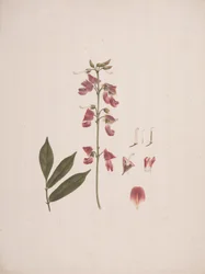 Millettia ferruginea (Hochst.) Baker: dibujo terminado con algunos detalles excluidos