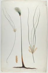 Papiro (Detalle de planta y raíz), después de James Abyssinian Bruce (1730-94)